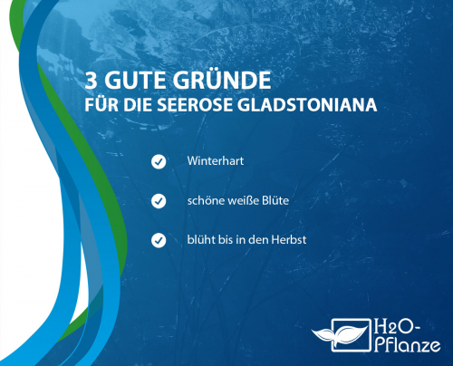 Seerose - Gladstoniana